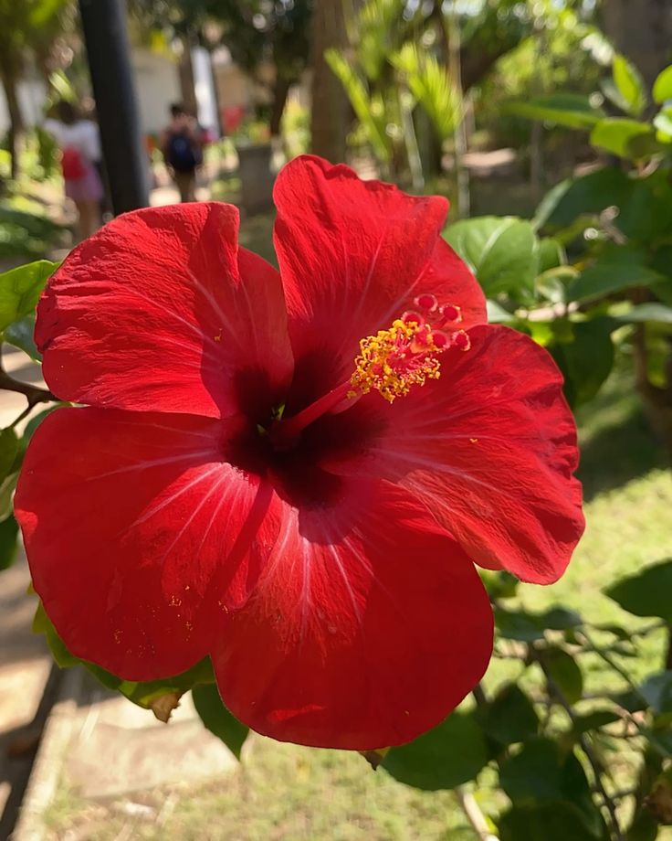 Fiore di Ibisco